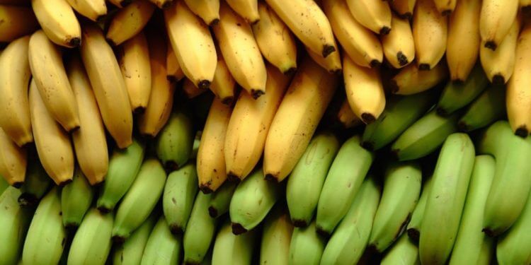 Diferencias entre la banana y el plátano ¡No son iguales!